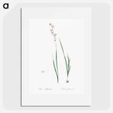 Ixia polystachia - ピエール ジョゼフ ルドゥーテ Poster.
