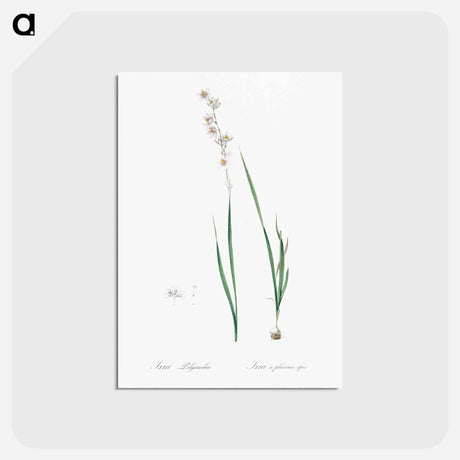 アートポストカード-Ixia polystachia - ピエール ジョゼフ ルドゥーテ Postcard.