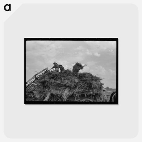 アートポストカード-Soybean Hay, Lake Dick Project
 - ラッセル リー Postcard.