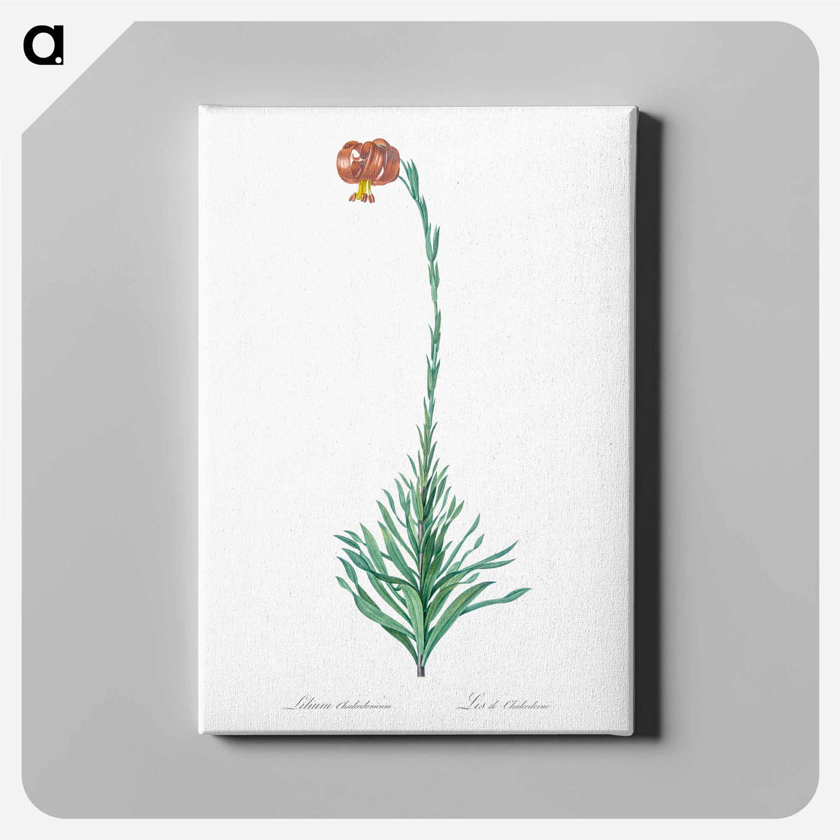 アートパネル-Scarlet martagon lily illustration - ピエール ジョゼフ ルドゥーテ Canvas.