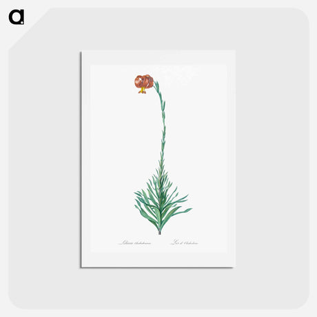 アートポストカード-Scarlet martagon lily illustration - ピエール ジョゼフ ルドゥーテ Postcard.