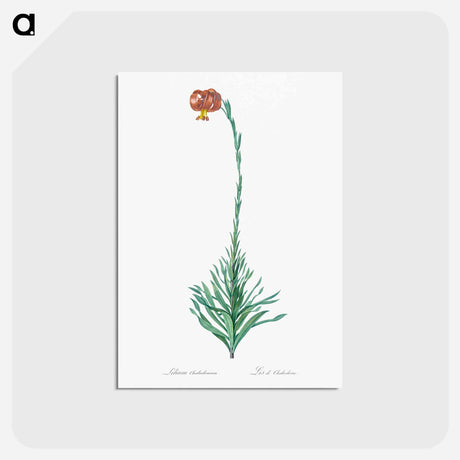 アートポストカード-Scarlet martagon lily illustration - ピエール ジョゼフ ルドゥーテ Postcard.