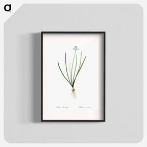 アートポスター-Spring squill illustration - ピエール ジョゼフ ルドゥーテ Poster.