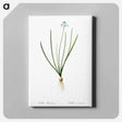 アートパネル-Spring squill illustration - ピエール ジョゼフ ルドゥーテ Canvas.