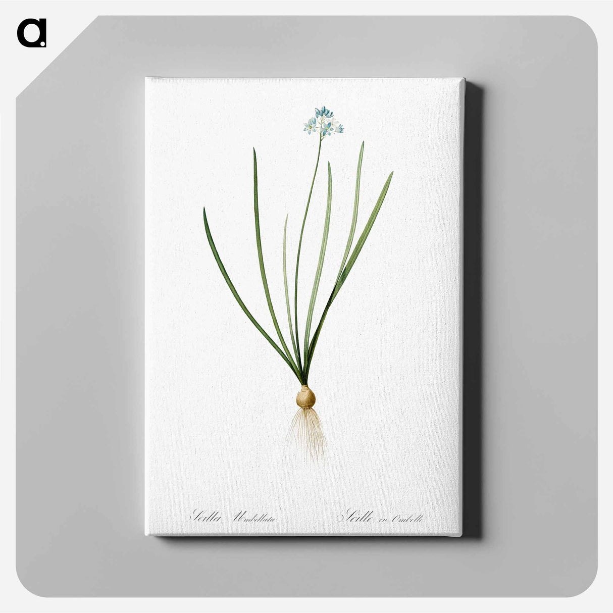 アートパネル-Spring squill illustration - ピエール ジョゼフ ルドゥーテ Canvas.