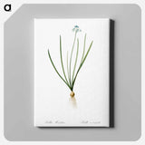 アートパネル-Spring squill illustration - ピエール ジョゼフ ルドゥーテ Canvas.
