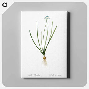 アートパネル-Spring squill illustration - ピエール ジョゼフ ルドゥーテ Canvas.