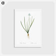 アートポストカード-Spring squill illustration - ピエール ジョゼフ ルドゥーテ Postcard.