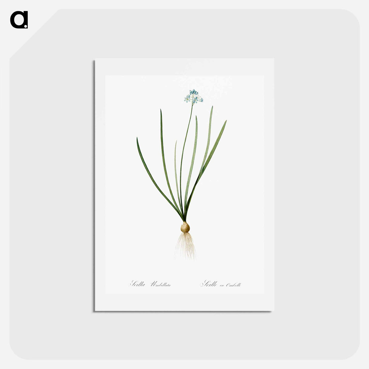 アートポストカード-Spring squill illustration - ピエール ジョゼフ ルドゥーテ Postcard.