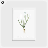 アートポストカード-Spring squill illustration - ピエール ジョゼフ ルドゥーテ Postcard.