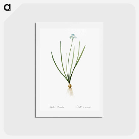 アートポストカード-Spring squill illustration - ピエール ジョゼフ ルドゥーテ Postcard.