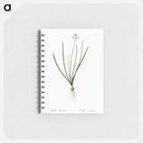 Spring squill illustration - ピエール ジョゼフ ルドゥーテ Memo.
