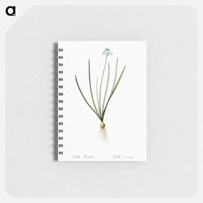 アートメモ帳-Spring squill illustration - ピエール ジョゼフ ルドゥーテ Memo.