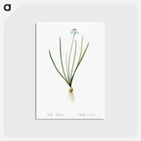 アートポストカード-Spring squill illustration - ピエール ジョゼフ ルドゥーテ Postcard.