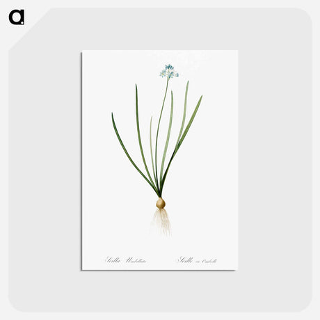 アートポストカード-Spring squill illustration - ピエール ジョゼフ ルドゥーテ Postcard.