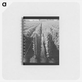 アートメモ帳-Untitled photo - ドロテア ラング Memo.