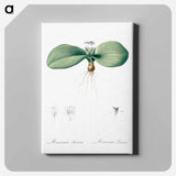 アートパネル-Massonia pustulata illustration from Les liliacées - ピエール ジョゼフ ルドゥーテ Canvas.