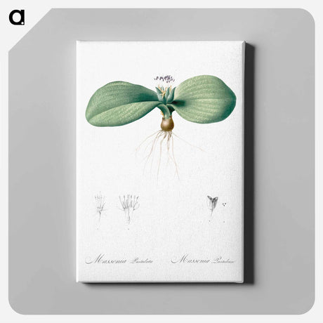 アートパネル-Massonia pustulata illustration from Les liliacées - ピエール ジョゼフ ルドゥーテ Canvas.