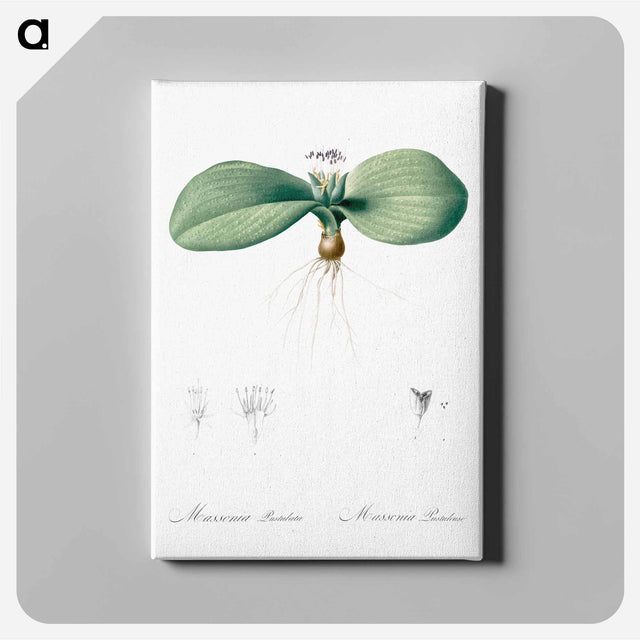 アートパネル-Massonia pustulata illustration from Les liliacées - ピエール ジョゼフ ルドゥーテ Canvas.
