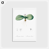 アートポストカード-Massonia pustulata illustration from Les liliacées - ピエール ジョゼフ ルドゥーテ Postcard.