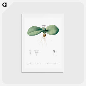 アートポストカード-Massonia pustulata illustration from Les liliacées - ピエール ジョゼフ ルドゥーテ Postcard.