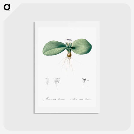 アートポストカード-Massonia pustulata illustration from Les liliacées - ピエール ジョゼフ ルドゥーテ Postcard.