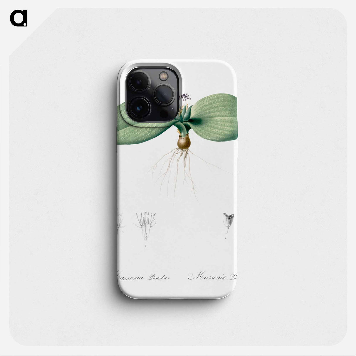 Massonia pustulata illustration from Les liliacées - ピエール ジョゼフ ルドゥーテ Phone Case.