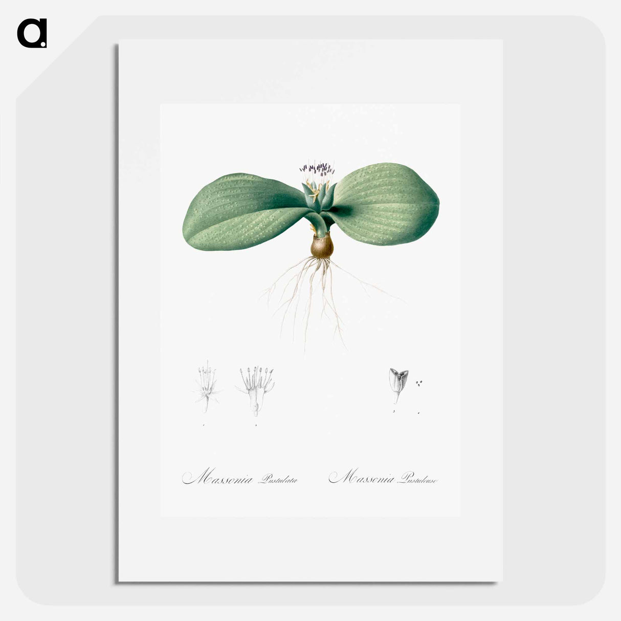 Massonia pustulata illustration from Les liliacées - Pierre-Joseph Redouté Poster.