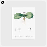 アートポストカード-Massonia pustulata illustration from Les liliacées - ピエール ジョゼフ ルドゥーテ Postcard.
