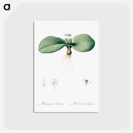 アートポストカード-Massonia pustulata illustration from Les liliacées - ピエール ジョゼフ ルドゥーテ Postcard.
