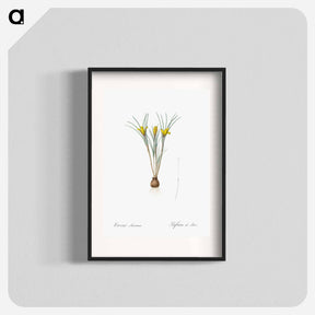 アートポスター-Cloth-of-gold crocus illustration from Les liliacées - ピエール ジョゼフ ルドゥーテ Poster.