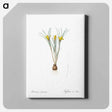 アートパネル-Cloth-of-gold crocus illustration from Les liliacées - ピエール ジョゼフ ルドゥーテ Canvas.