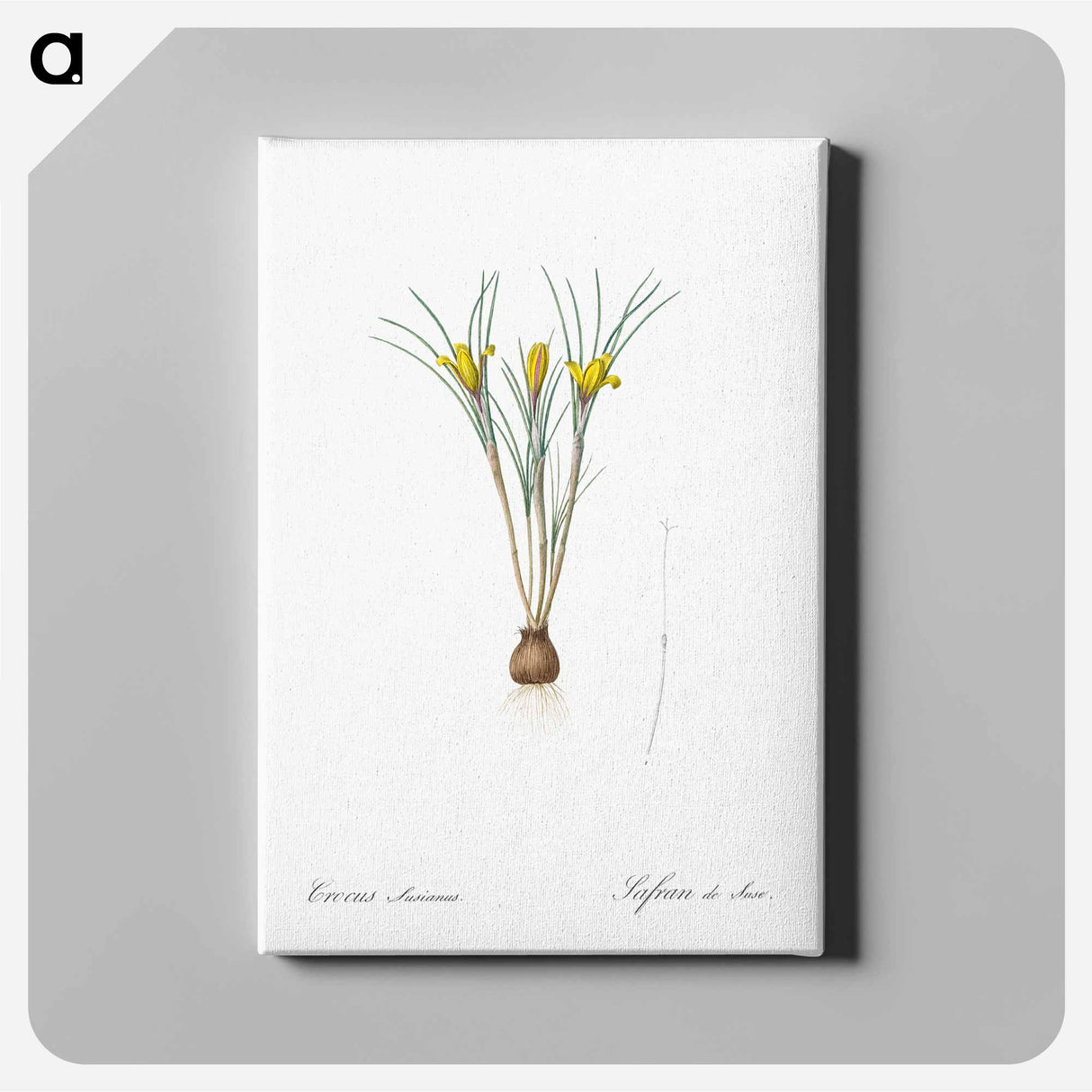 アートパネル-Cloth-of-gold crocus illustration from Les liliacées - ピエール ジョゼフ ルドゥーテ Canvas.