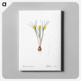 アートパネル-Cloth-of-gold crocus illustration from Les liliacées - ピエール ジョゼフ ルドゥーテ Canvas.
