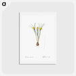 アートポストカード-Cloth-of-gold crocus illustration from Les liliacées - ピエール ジョゼフ ルドゥーテ Postcard.