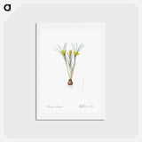 アートポストカード-Cloth-of-gold crocus illustration from Les liliacées - ピエール ジョゼフ ルドゥーテ Postcard.