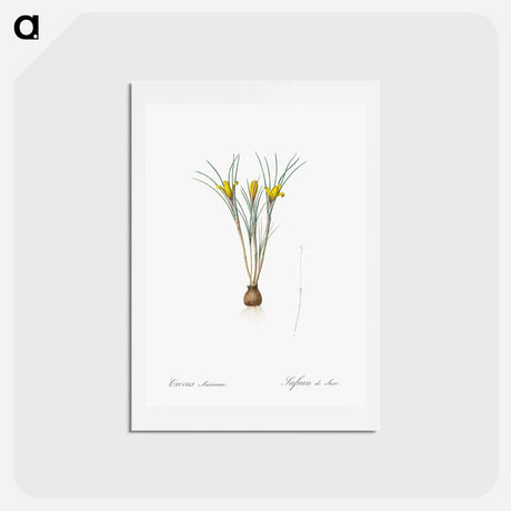 アートポストカード-Cloth-of-gold crocus illustration from Les liliacées - ピエール ジョゼフ ルドゥーテ Postcard.