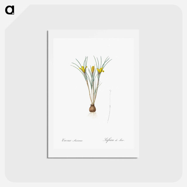 アートポストカード-Cloth-of-gold crocus illustration from Les liliacées - ピエール ジョゼフ ルドゥーテ Postcard.