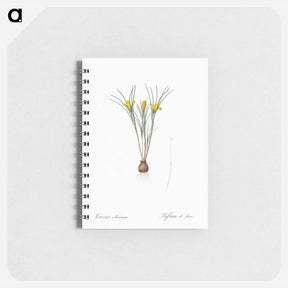 アートメモ帳-Cloth-of-gold crocus illustration from Les liliacées - ピエール ジョゼフ ルドゥーテ Memo.