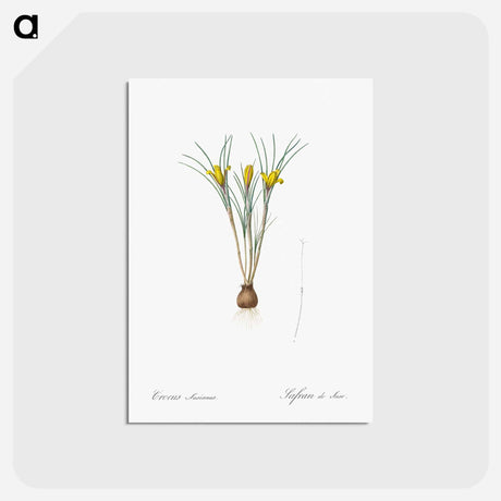 アートポストカード-Cloth-of-gold crocus illustration from Les liliacées - ピエール ジョゼフ ルドゥーテ Postcard.
