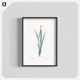 Yellow banded iris illustration - Pierre Joseph Redouté Poster.