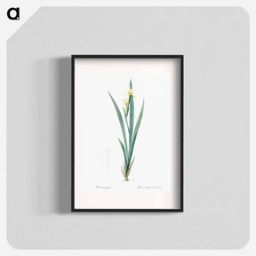 アートポスター-Yellow banded iris illustration - ピエール ジョゼフ ルドゥーテ Poster.