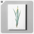 アートパネル-Yellow banded iris illustration - ピエール ジョゼフ ルドゥーテ Canvas.