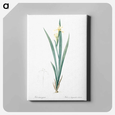 アートパネル-Yellow banded iris illustration - ピエール ジョゼフ ルドゥーテ Canvas.