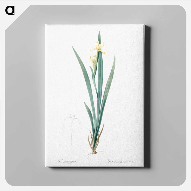 アートパネル-Yellow banded iris illustration - ピエール ジョゼフ ルドゥーテ Canvas.