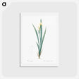 アートポストカード-Yellow banded iris illustration - ピエール ジョゼフ ルドゥーテ Postcard.