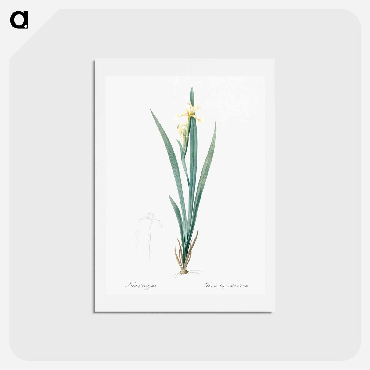 アートポストカード-Yellow banded iris illustration - ピエール ジョゼフ ルドゥーテ Postcard.