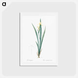 アートポストカード-Yellow banded iris illustration - ピエール ジョゼフ ルドゥーテ Postcard.