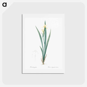 アートポストカード-Yellow banded iris illustration - ピエール ジョゼフ ルドゥーテ Postcard.
