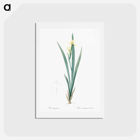 アートポストカード-Yellow banded iris illustration - ピエール ジョゼフ ルドゥーテ Postcard.